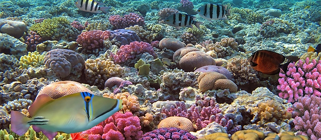 arrecifes-cozumel