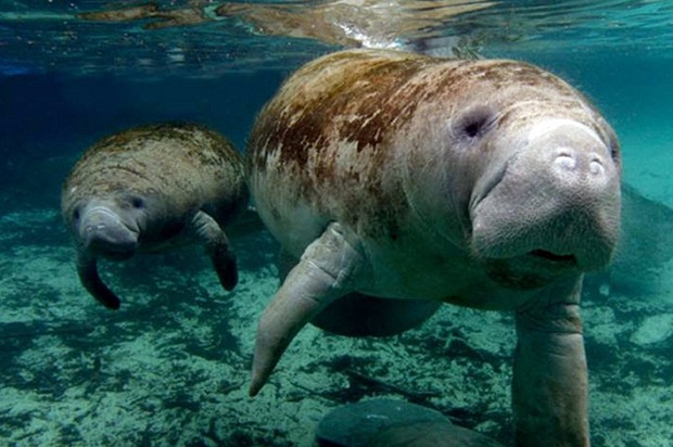 manati