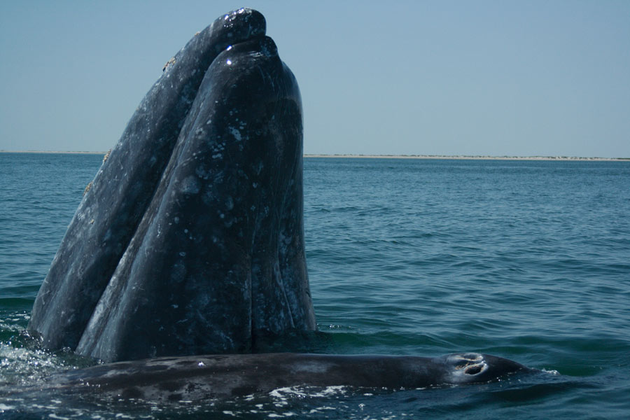 ballena gris