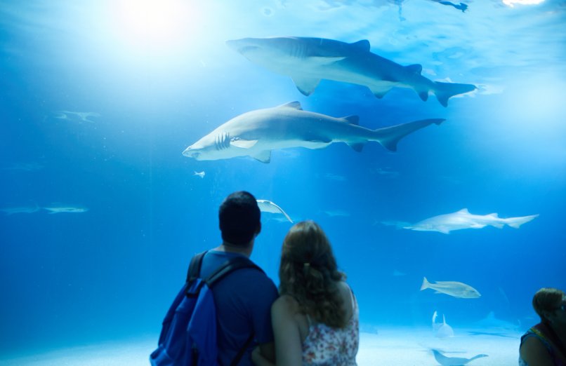  Oceanogràfic, en Valencia