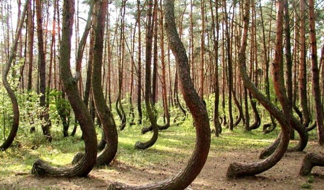 bosque2