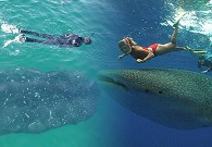 Honduras: Cobra fuerza demanda turística para la observación del tiburón ballena