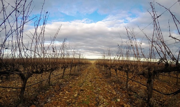 Bodegas Torres: redescubriendo el sabor de España (I Parte)