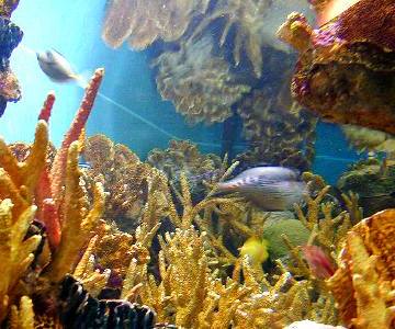 Honduras: Alertan sobre pérdida de arrecifes coralinos en Islas de la Bahía y otros destinos caribeños