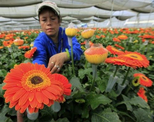 Entra en vigor acuerdo comercial entre Colombia y la Unión Europea