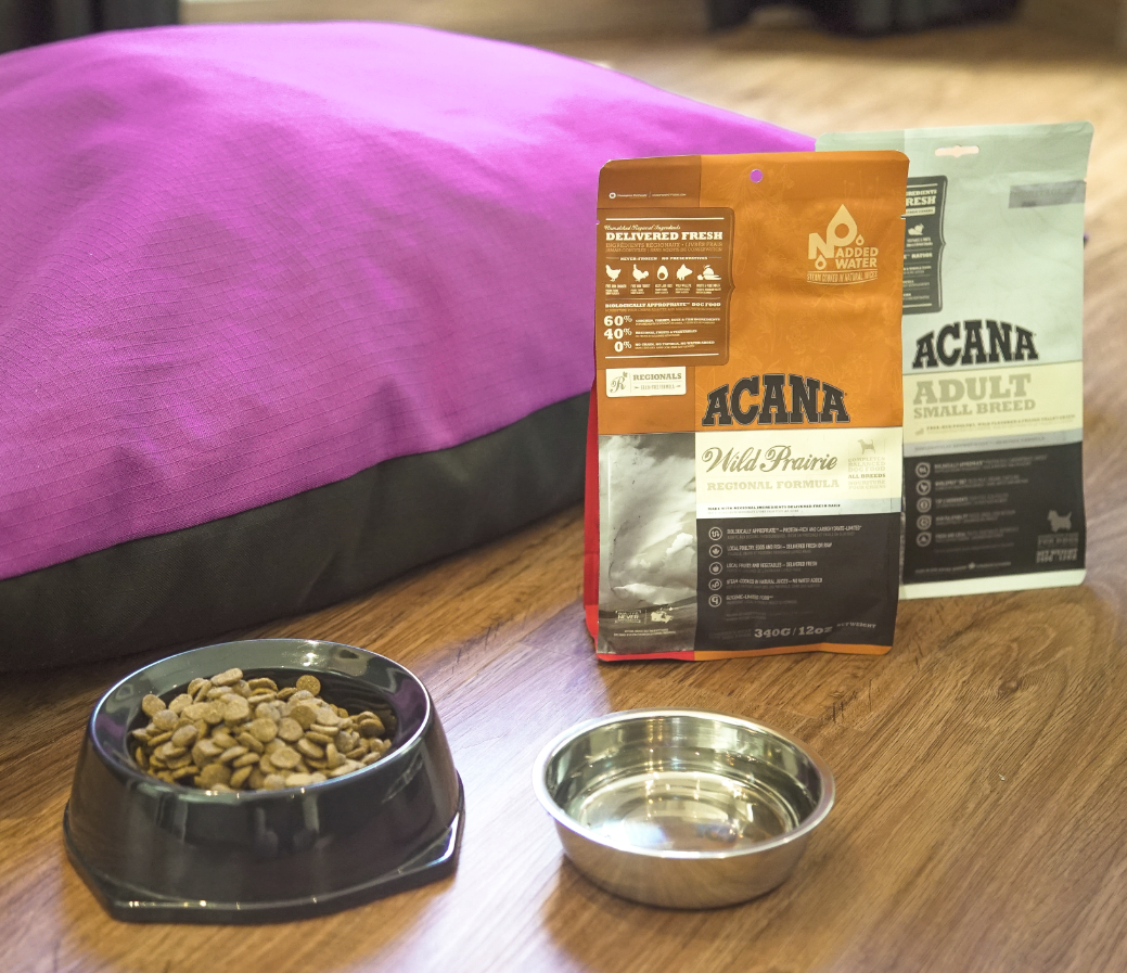 9 de cada 10 turistas viajan con su mascota