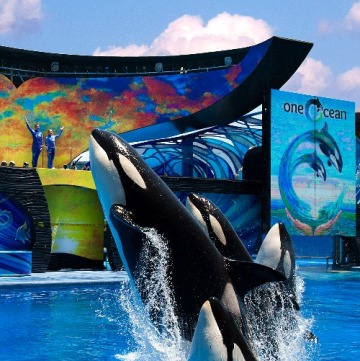 Estados Unidos: Parque SeaWorld de Orlando estrena “One Ocean”, un nuevo show de orcas