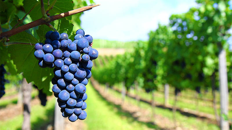 Una copa de vino en Oaxaca