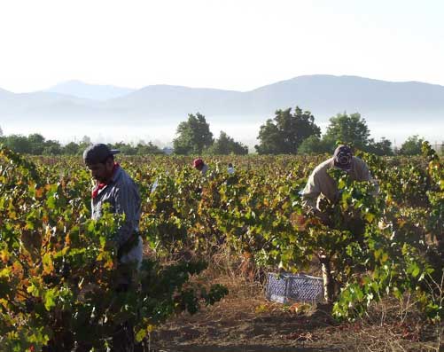 La Ruta del Vino Argentino